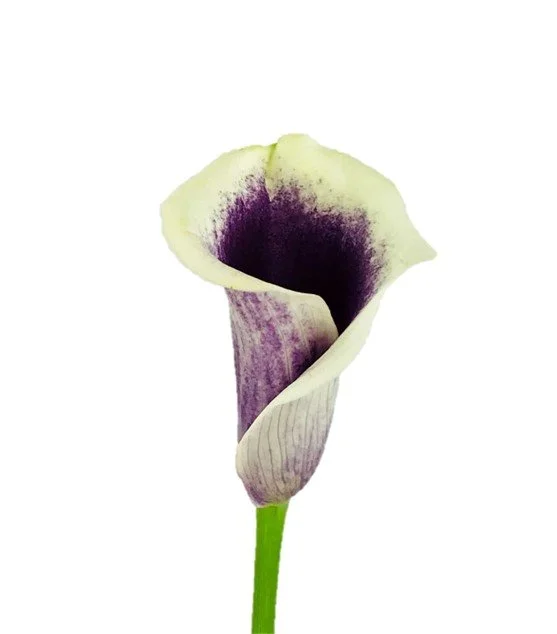 Picasso Mini Calla Lily ($3.75 each) — Las Vegas Flower Market